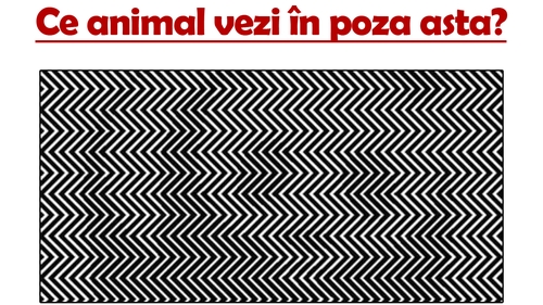 Video-TEST IQ | Ce animal vezi în poza asta? Doar geniile îl observă!