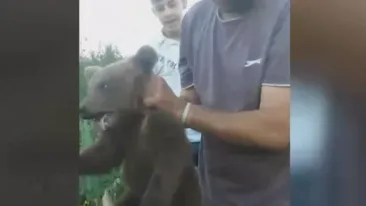 Șocant! S-au filmat în timp ce chinuiau un pui de urs
