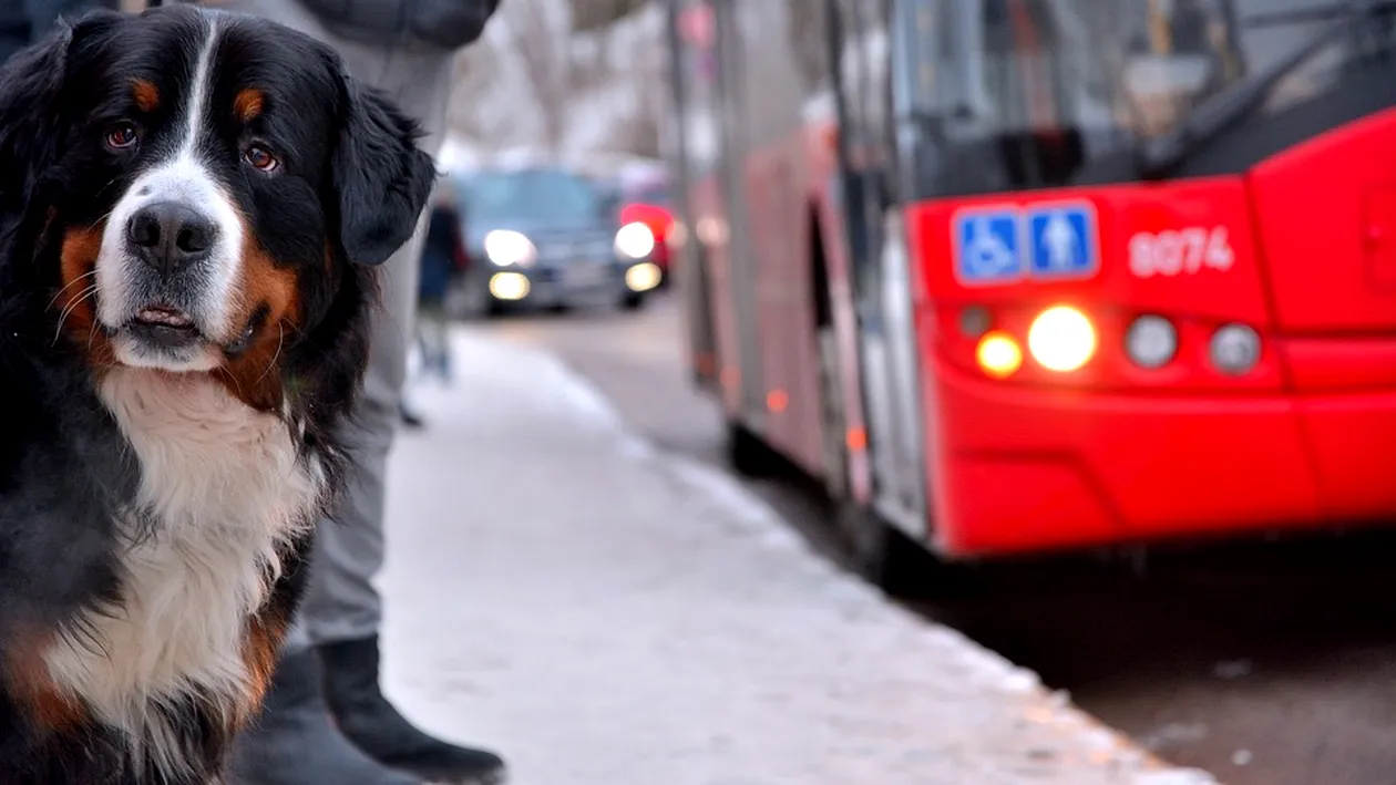 Vești bune pentru cei care au animale de companie! Românii ar putea avea acces cu pisicile sau câinii în mijloacele de transport sau instituții publice