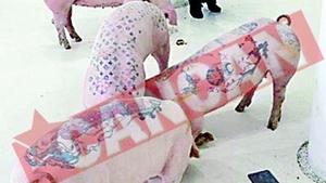 Picteaza pe porci