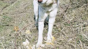 Ursu isi asteapta stapanul de doua luni