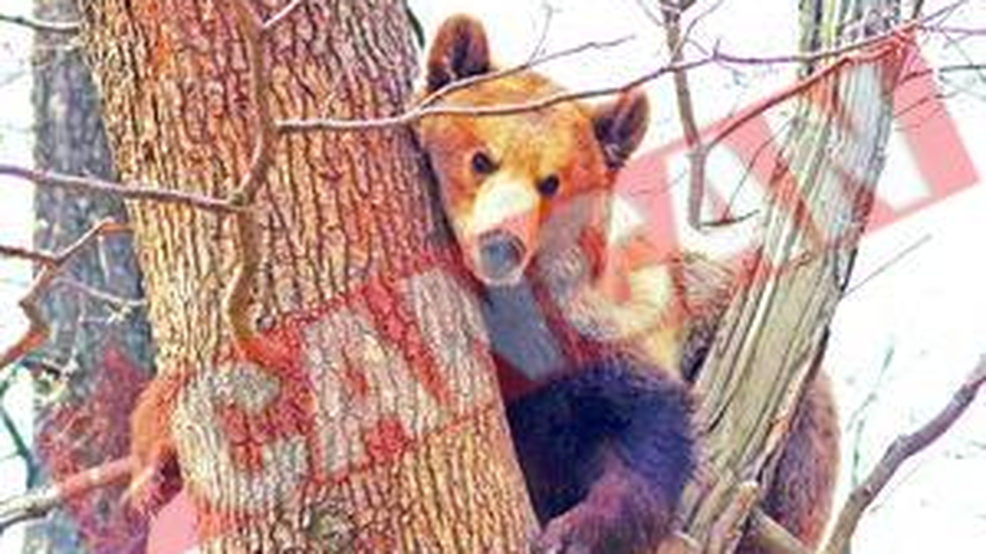 Cel mai batran urs de la Zoo a scapat de captivitate
