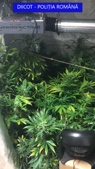 În apartamentul din Satu Mare era o adevărată cultură de cannabis