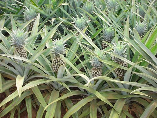 Planta din care creşte ananasul.