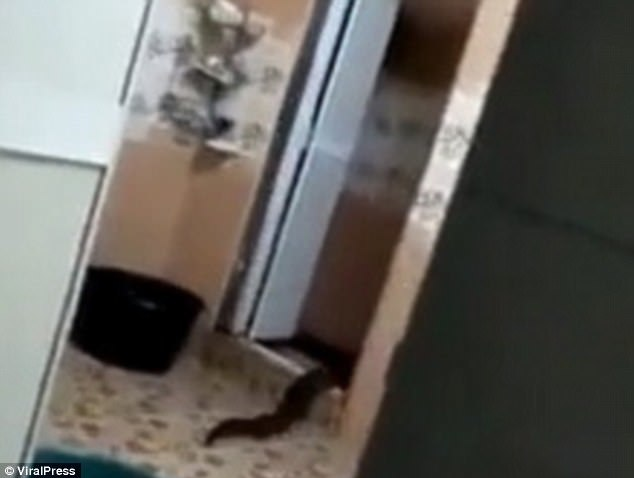 S-au trezit în casă cu un monstru! Oamenii au pus rapid mâna pe telefon şi au filmat, iar imaginile înfricoşătoare au devenit rapid virale