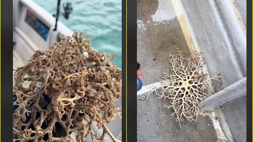A crezut că e o plantă uscată, dar când a atins-o a avut parte de șocul vieții. Oamenii au luat foc după ce au văzut imaginile pe internet VIDEO