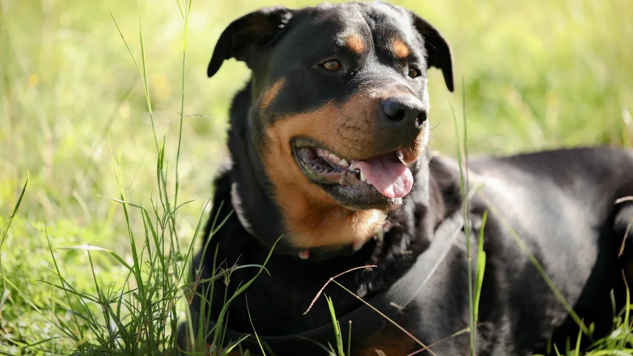 (P) Rasa de câini Rottweiler