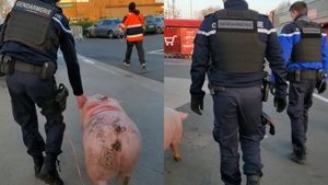 De-a râsu'-plânsu'! Ce s-a întâmplat cu un porc pe care românii se pregăteau să îl taie pentru sărbători. Oamenii legii au intervenit imediat