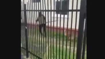 Scene desprinse din filmele de groază: ”Nu se poate așa ceva!” Ce s-a întâmplat cu o cățelușă în județul Vâlcea sub privirile a zeci de copii VIDEO