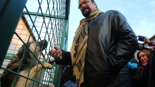 Steven Seagal a adoptat un maidanez din Bucuresti. Grivei l-a cucerit definitiv pe celebrul actor! Uite cum va avea grija de el!