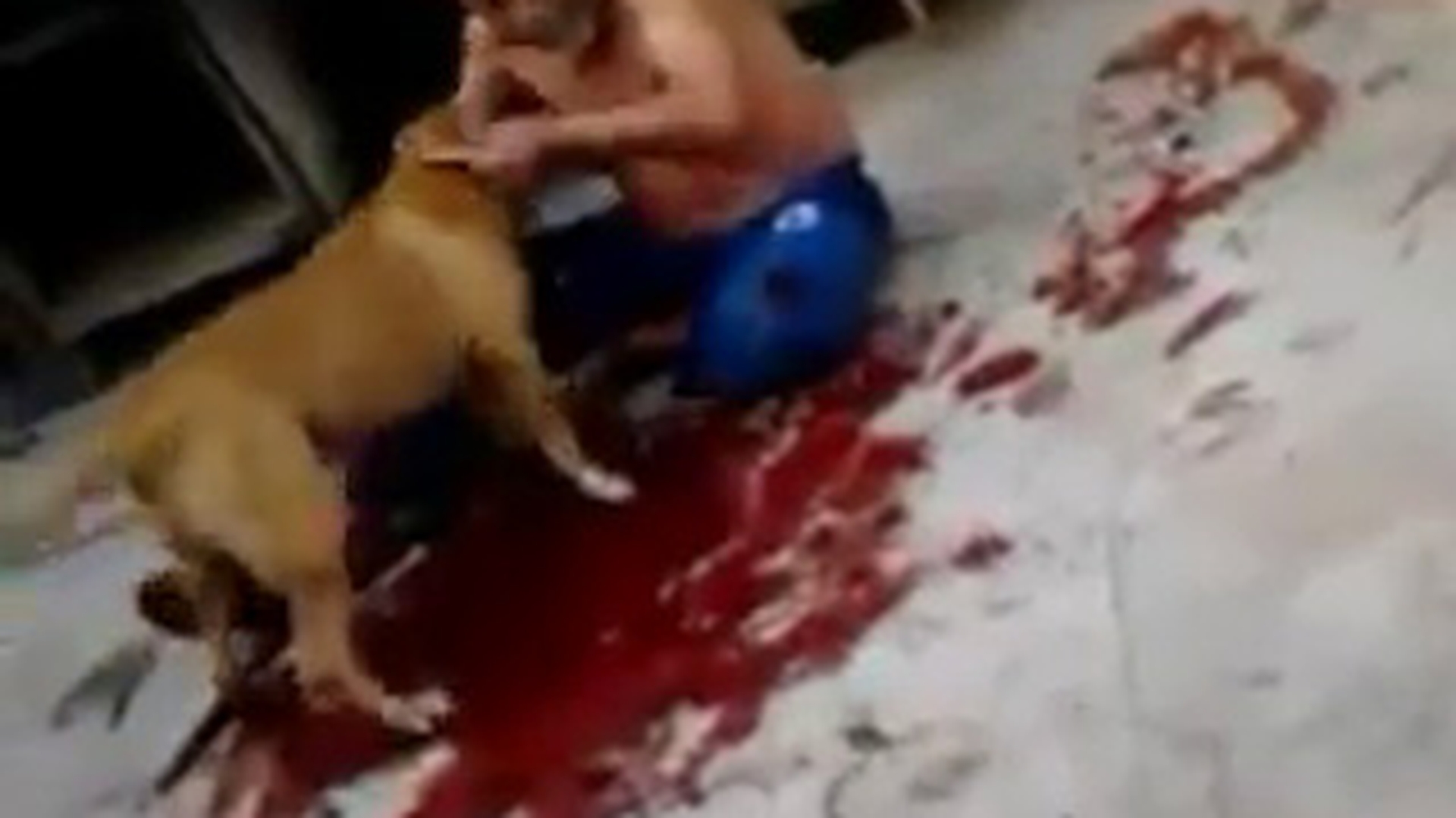 CAZ SOCANT in Brazilia! Un barbat a fost sfasiat de propriul Pitbull! Cainele i-a rupt bratul si l-a lasat pe om intr-o balta de sange!