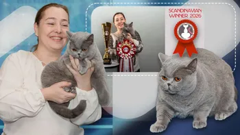 Kira Kiralina, extraordinara pisică supranumită „ursoaica din Bucovina”, cucerește Europa și Scandinavia