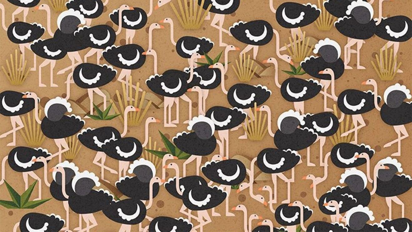 TEST IQ | Găsiți umbrela ascunsă printre struții din imagine!