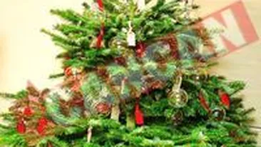 Bradul de 110.000 euro