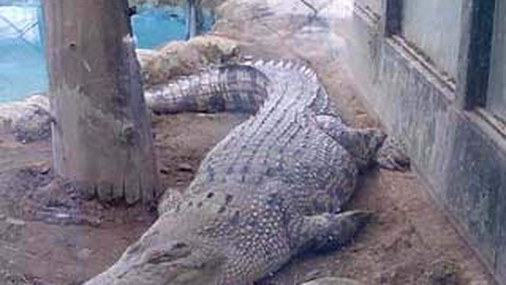 Inundatii masive in Thailanda! Locuitorii fostei capitale a statului sunt terorizati de crocodilii care umbla prin oras!