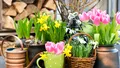 Florile de primăvară care aduc noroc fiecărei zodii din horoscop. Află ce plantă te reprezintă cel mai bine!