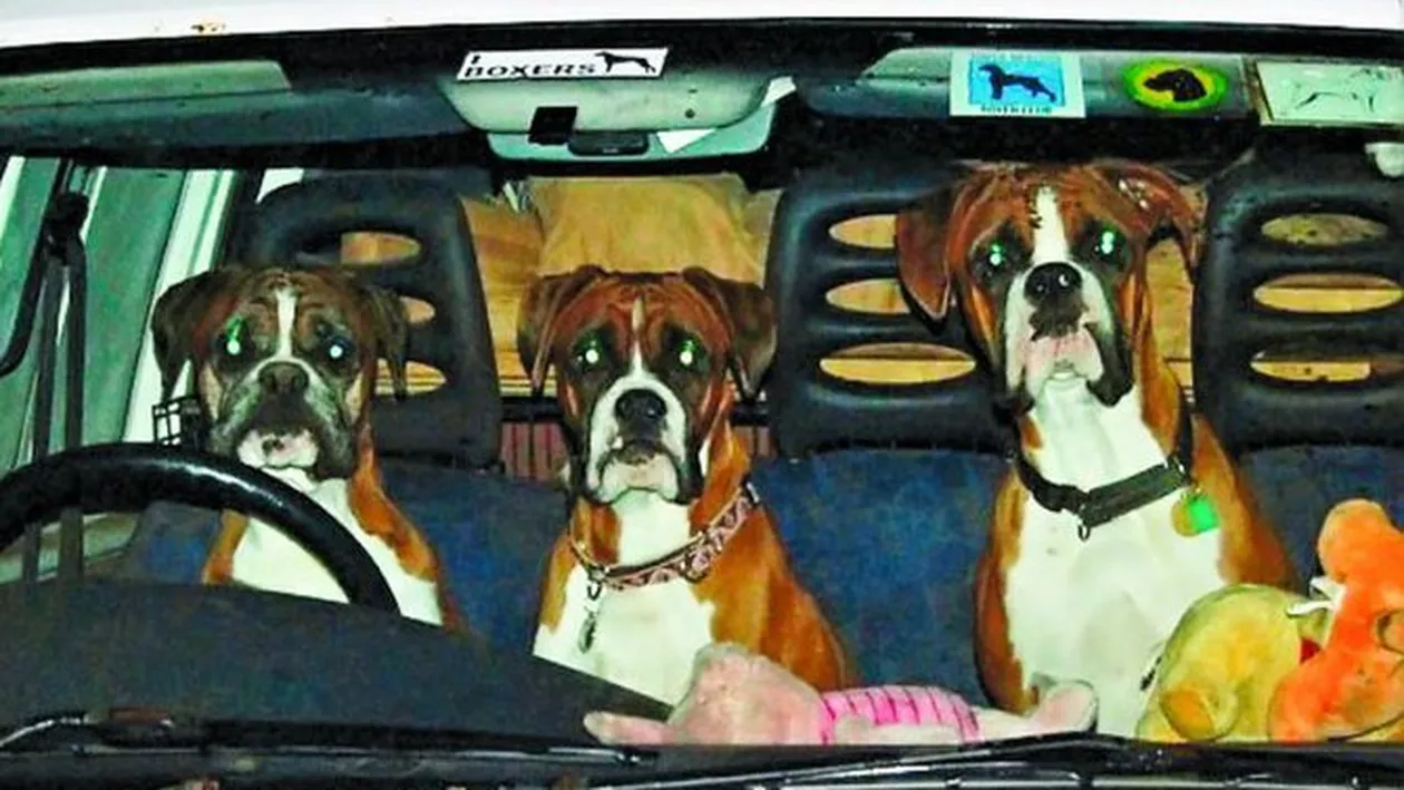 Latra de 800 de ori pe ora