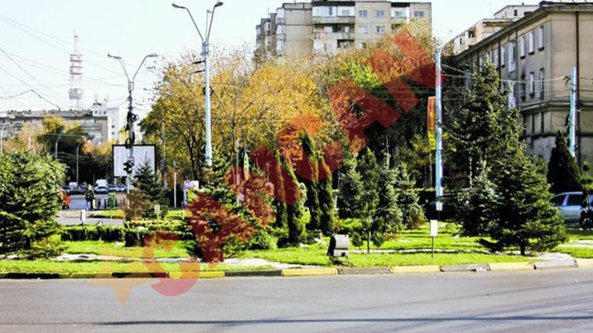 Palmierii lui Piedone au fost inlocuiti cu brazi