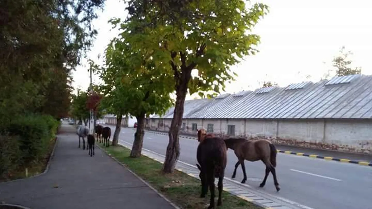 O vacă a mâncat scena Naşterii Domnului, amplasată pentru Crăciun de Primăria municipiului Moreni