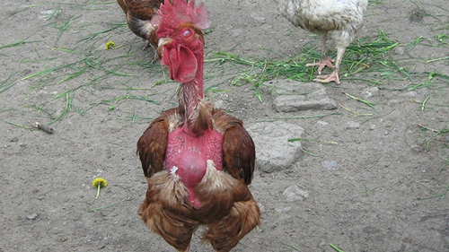 BANCUL ZILEI: O gaina produce un ou de juma' de kg