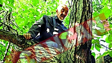 Se catara in copaci la 90 de ani
