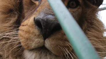 Din curtea Camatarilor, in grija doamnelor Roxana si Elena! Uite cum traiesc leii si ursii lui Nutu la Zoo Ploiesti!