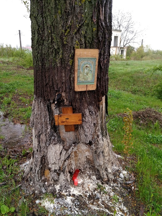 Ce a apărut la locul unde a murit Dan Condrea! Mesaje oculte şi obiecte religioase asezate pe copac