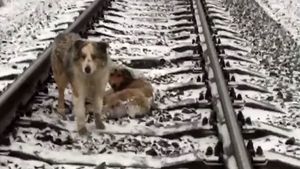Moment extrem de emoţionant. Un căţel şi-a ocrotit sora blocată între şinele de cale ferată, timp de două zile. Vezi cum a făcut asta!