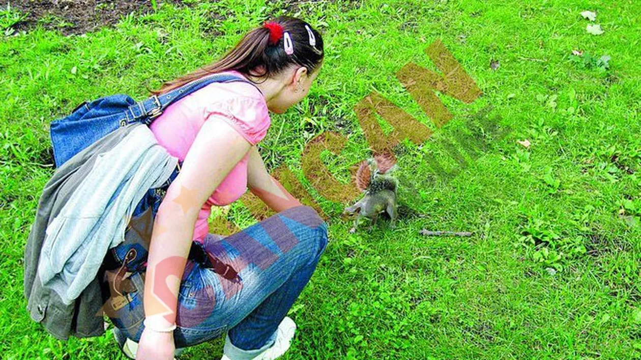 Veverite de import la Navodari