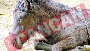 Pericol de contaminare a populatiei cu carne de cal stricata