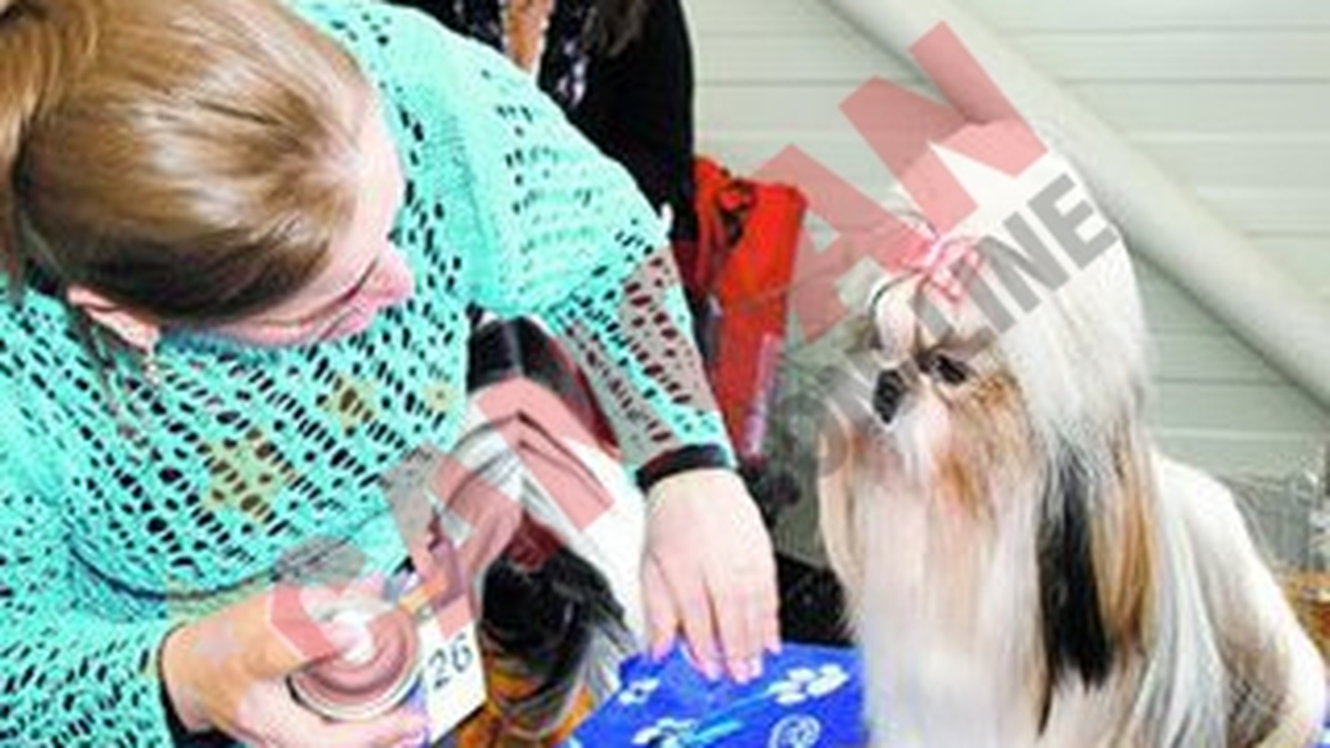Coafati ca la salon pentru concurs