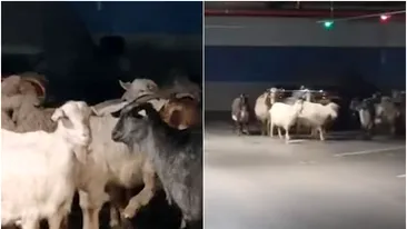 Ce căuta, de fapt, o turmă de capre în parcarea mall-ului din Târgu-Jiu. Proprietarul a aflat de pe rețelele de socializare