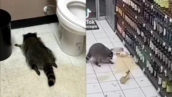 Un raton beat a ajuns viral pe TikTok, după ce a vandalizat un magazin. A dat gata romul, apoi a leșinat în toaletă