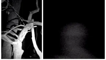 O posibilă fantomă, filmată într-o pădure din SUA. Imagini surprinzătoare. VIDEO