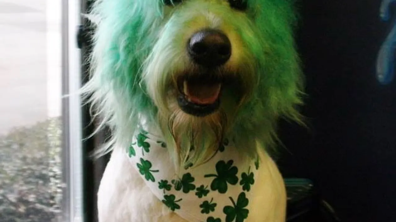 Vara asta se poarta culorile deschise! Vezi cum arata cei mai in voga catei vopsiti!