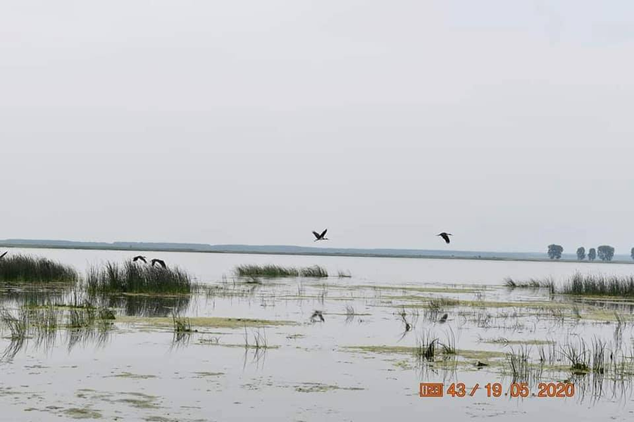 Berzele negre și-au făcut apariția pe lacul Bistreț din Dolj
