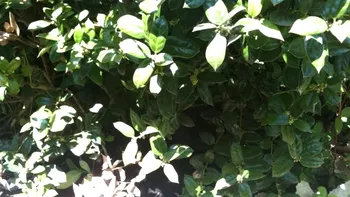 Iluzie optică | Ești un geniu dacă poți găsi pisica ascunsă în această fotografie