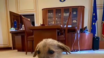 Prima reacție a lui Marcel Vela, după ce doi copii au omorât un cățeluș: ”Vă rog să-mi scrieți în privat!” Cum s-a fotografiat ministrul Internelor