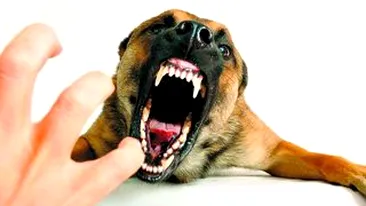 Teroristii au umplut cu explozibil intestinele unor caini-capcana