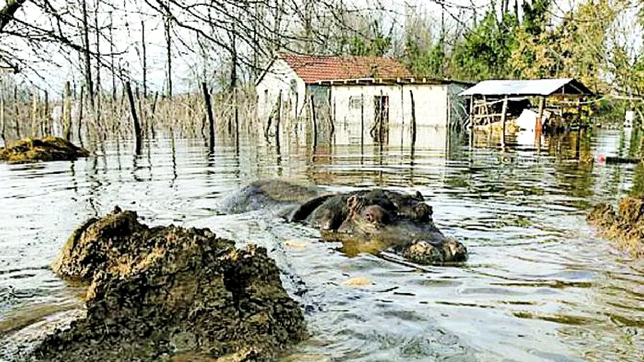 Un hipopotam a evadat dintr-un parc zoo inundat: Gata, ma mut la vecini