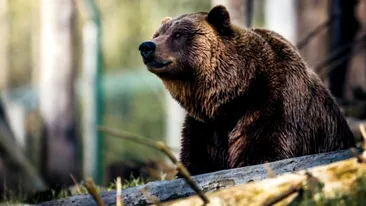 Încă un bărbat, cioban la o stână din Mureș, și-a găsit sfârșitul în ghearele unui urs: ”Îi lasă să ne omoare chiar pe toți?”