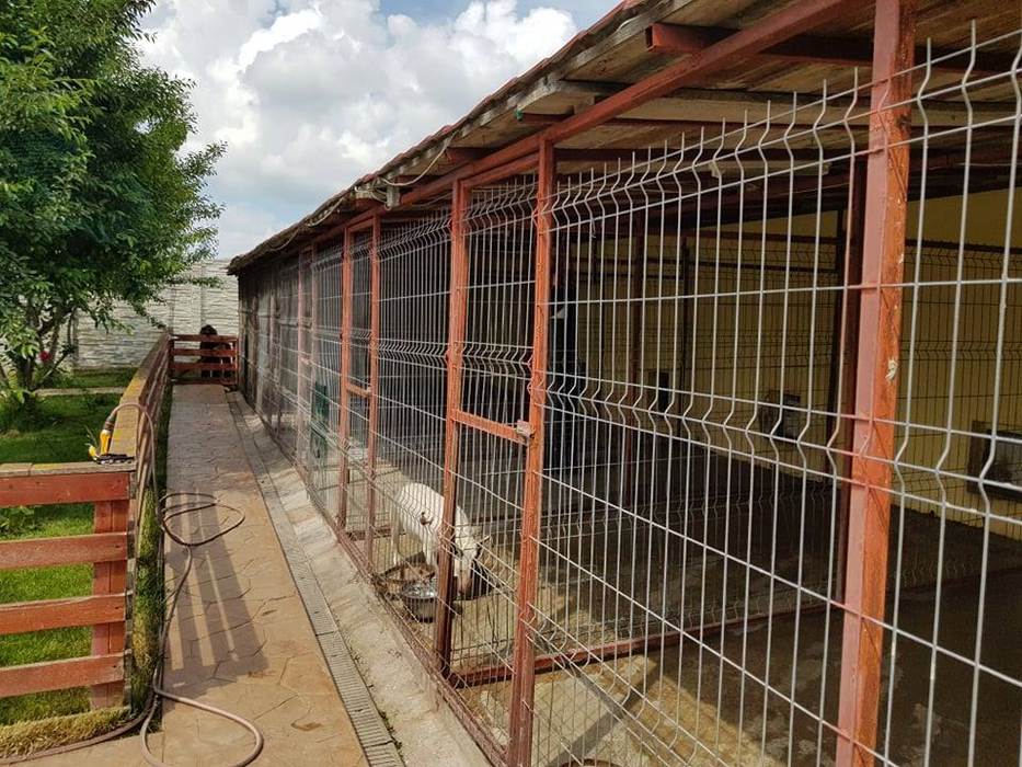 Pensiunea creată specială pentru câini
