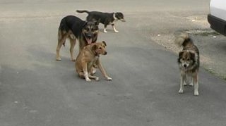 O batrana din Iasi a fost internata in stare grava la spital, dupa ce patru caini fara stapan au atacat-o
