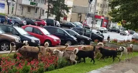 Galerie foto - poza 1