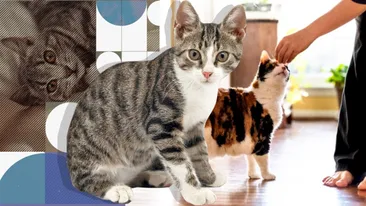 Ce se întâmplă cu mintea pisicii tale când aduci un nou membru acasă. Nu ține cont nici dacă e un bebeluș