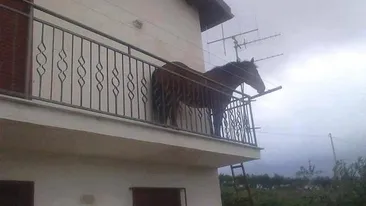 Uluitor! Un cal, fotografiat în balconul unei case din Florești