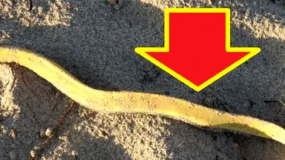 Cel mai mare șarpe de mare care a trăit vreodată!