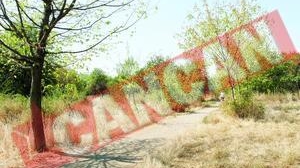 Copacii din parcul Titan au inceput sa se usuce