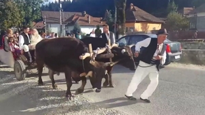În ziua nunții, fiica unui politician a fost dusă la biserică într-o căruță trasă de boi. Imagini senzaționale cu fericiții miri