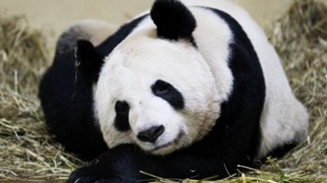 Super dragut! Doi ursuleti panda au primit medalia de excelenta pentru ca au ajutat turismul Scotiei!